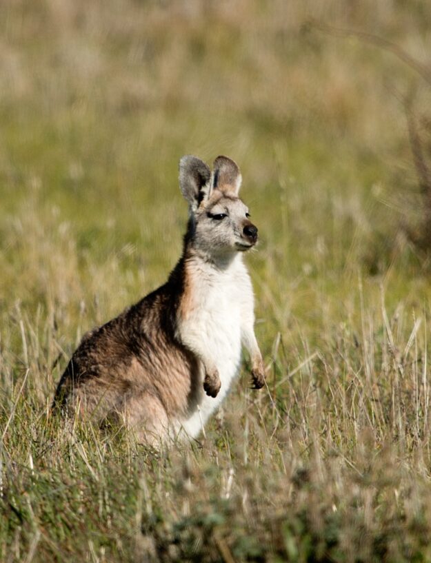_Kangaroo by Rosalie Dibben MG_5853crop