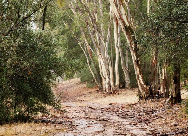 Scenic Walk (Picnic Track) by RJD